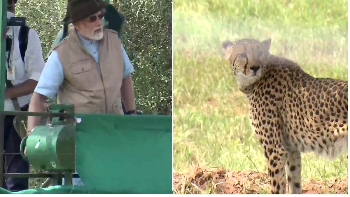 'Historic Moment': PM Modi Reintroduces Cheetahs In India After 70 Years | Watch